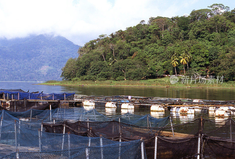 鱼孵卵沿着Lago de Yojoa海岸重建鲈鱼在Pena Blanca洪都拉斯中美洲